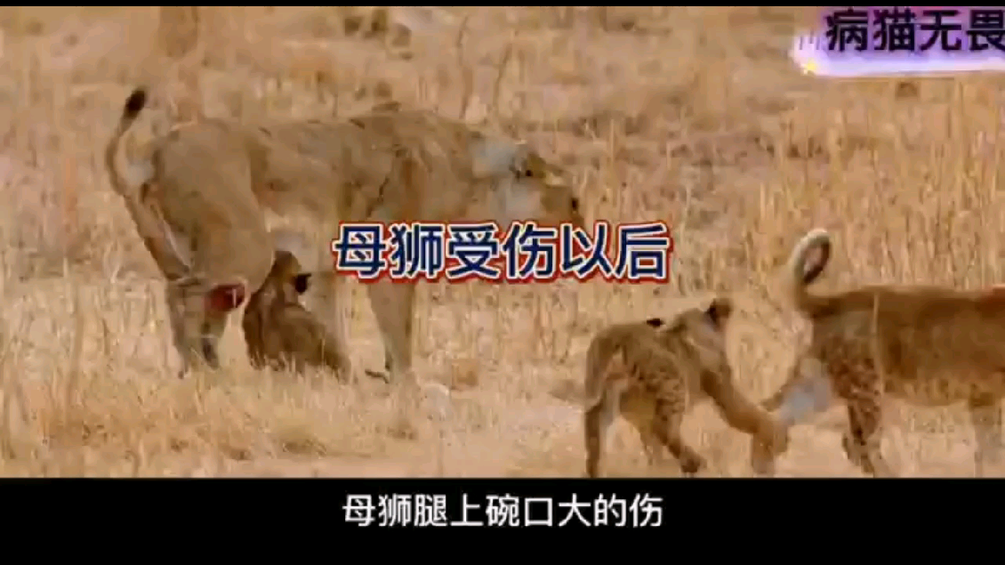 受伤的母狮既要育儿又要捕猎无愧于王者之称