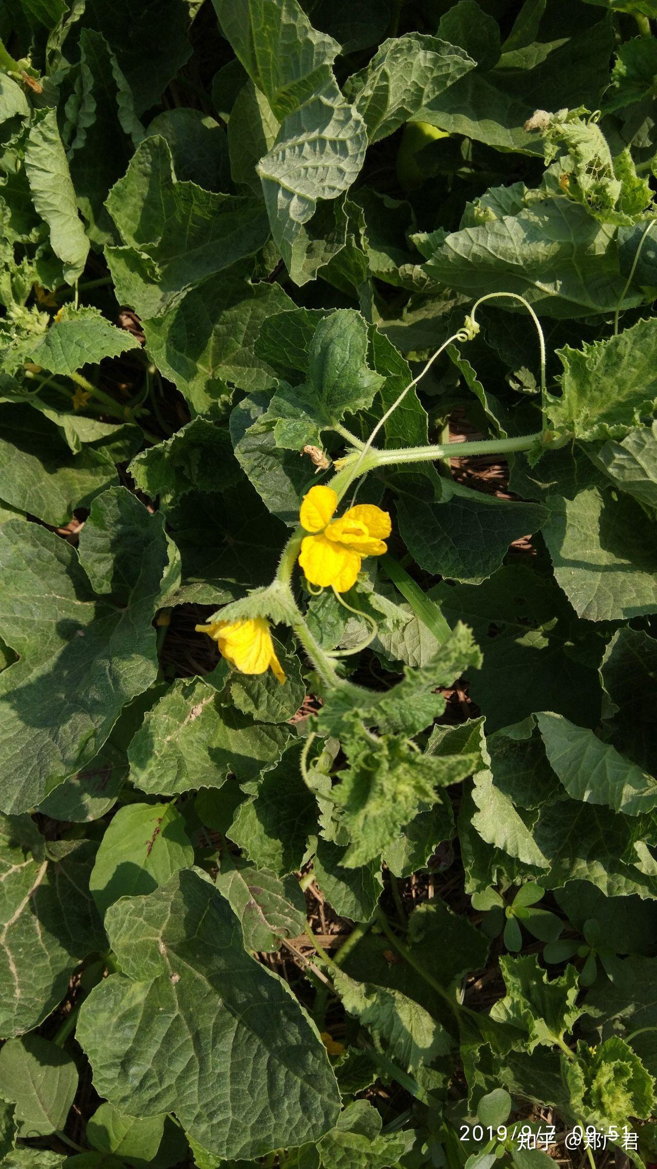 南方所说的"骚瓜"(读音)学名是什么? - 知乎