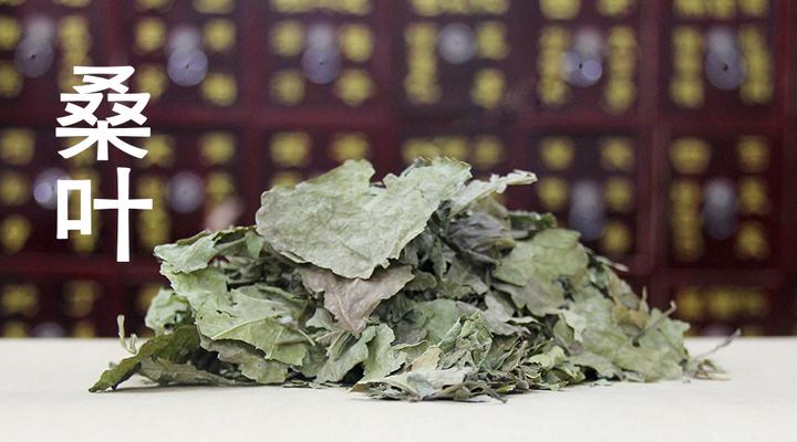 中医确有专长,每日一味学中药—桑叶 - 知乎