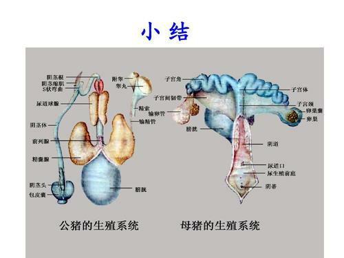 为什么大部分动物的生殖系统跟排泄系统靠得那么近