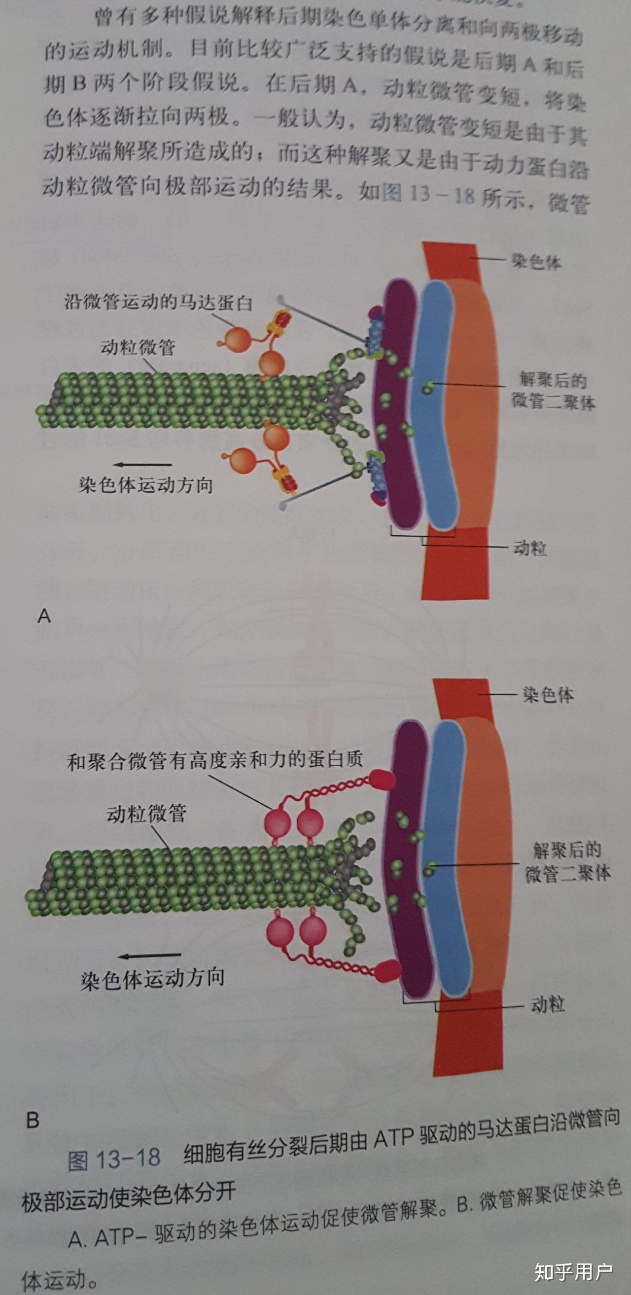 分裂前期动粒和微管正极结合那微管是怎么延长推动染色体达到赤道板的