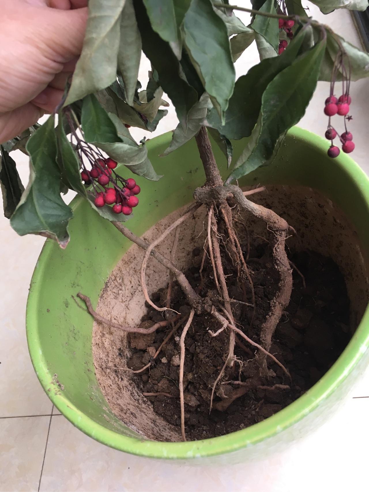 谁来救救我的朱砂根? - 知乎