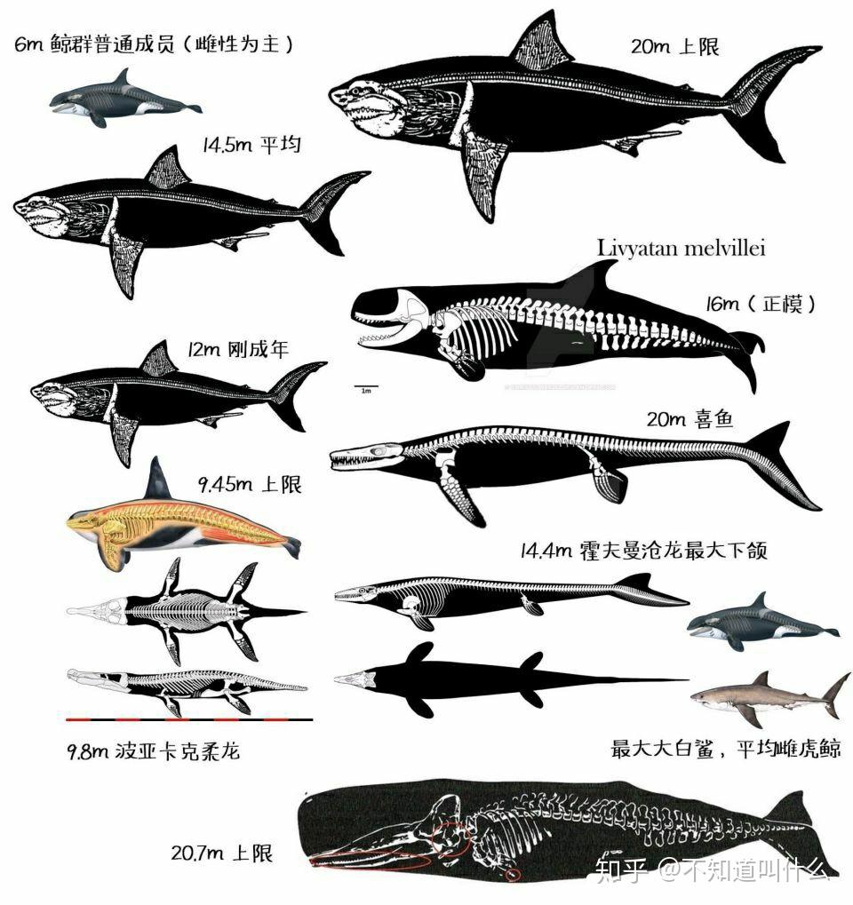 龙王鲸vs沧龙图片