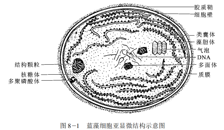 蓝藻的细胞壁是什么构成