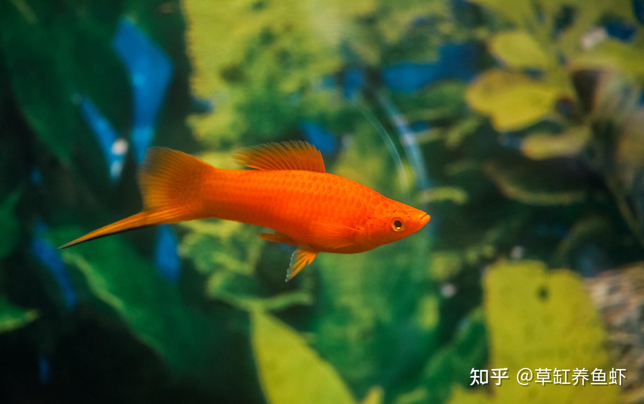 红剑鱼该怎么养？从这10个方面入手，哪怕你是新手也能养好 - 知乎