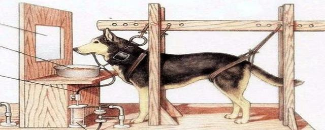 教育心理学巴甫洛夫的狗