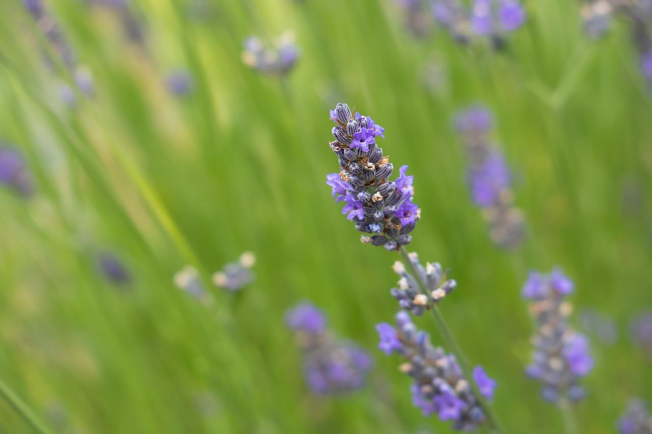 2. 马鞭草播种方法