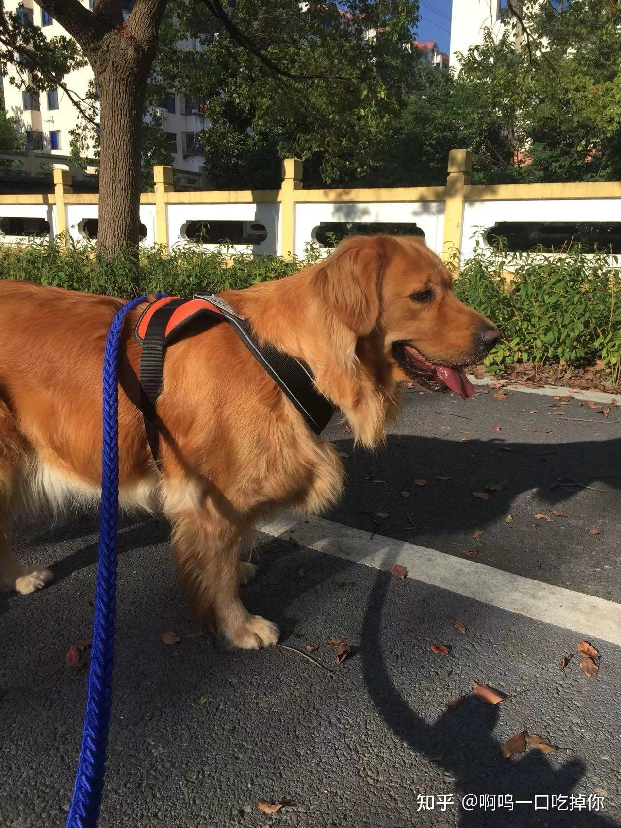 一只成年金毛应该有多重?