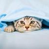 爱吃鱼的猫