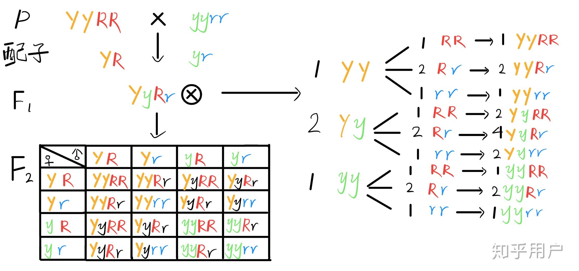 高中生物:遗传学中配子法和棋盘法的区别是什么呢 知乎