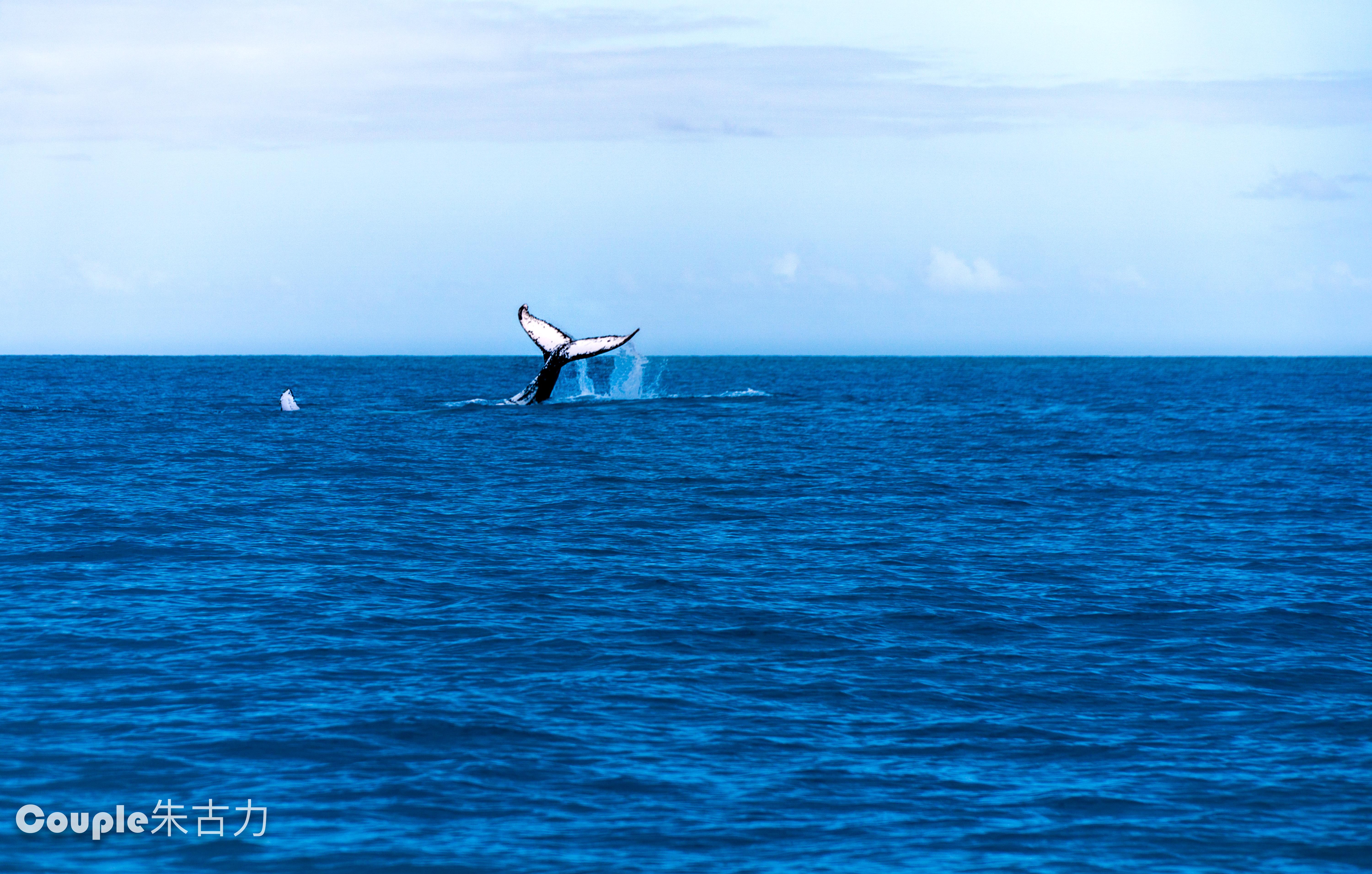 我们去了澳洲最好的观鲸地点寻找座头鲸的身影.. - 知乎