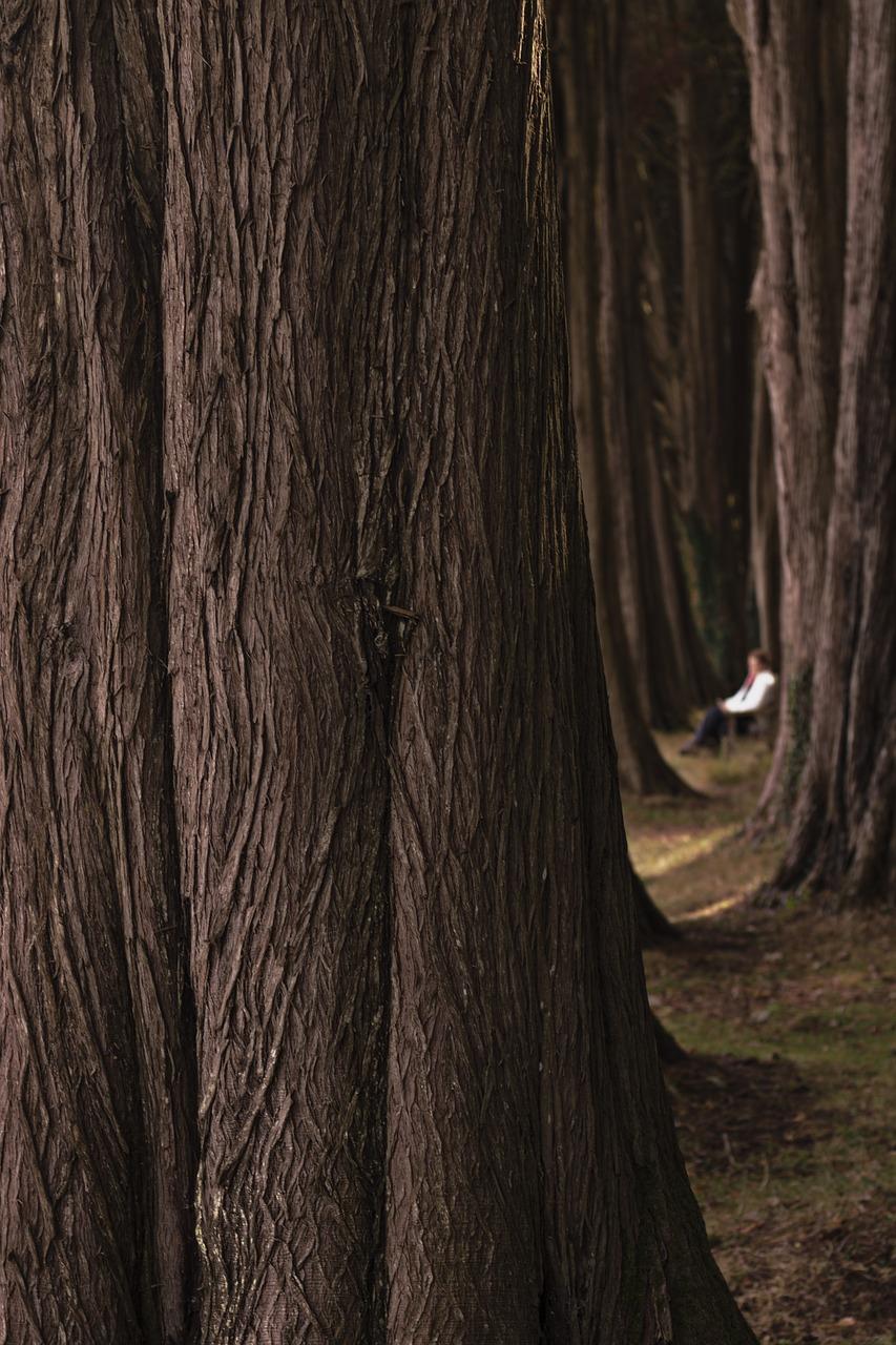 客厅放什么高大植物好