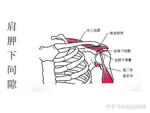 为什么肩关节被动外展90度时要外旋再继续移动