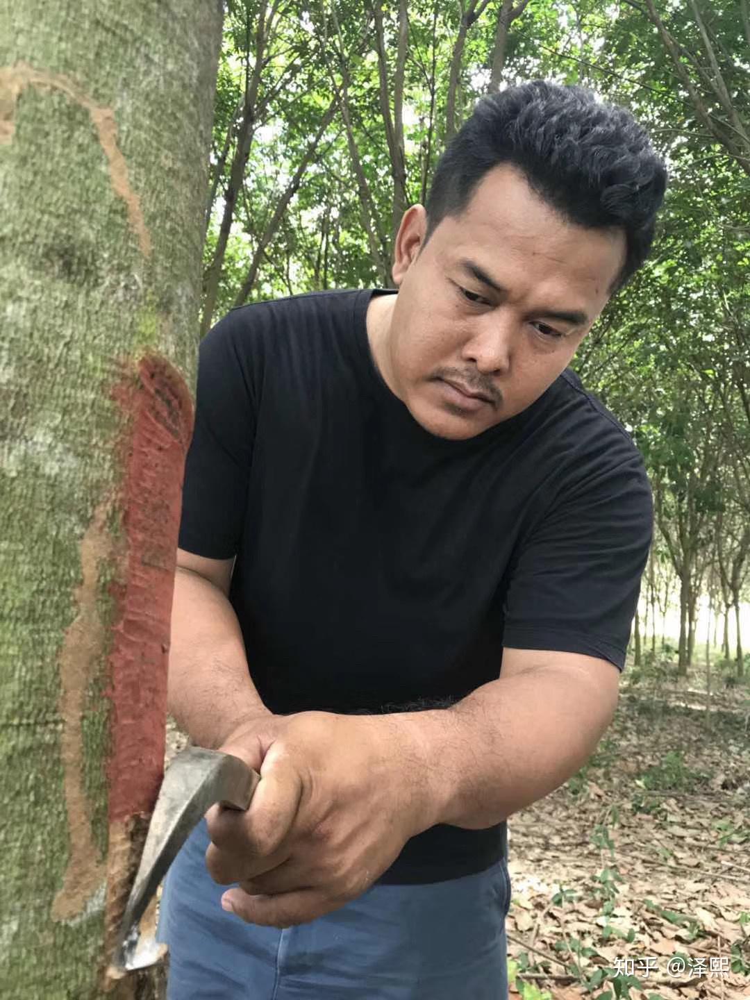 探访泰国乳胶乳胶林割胶