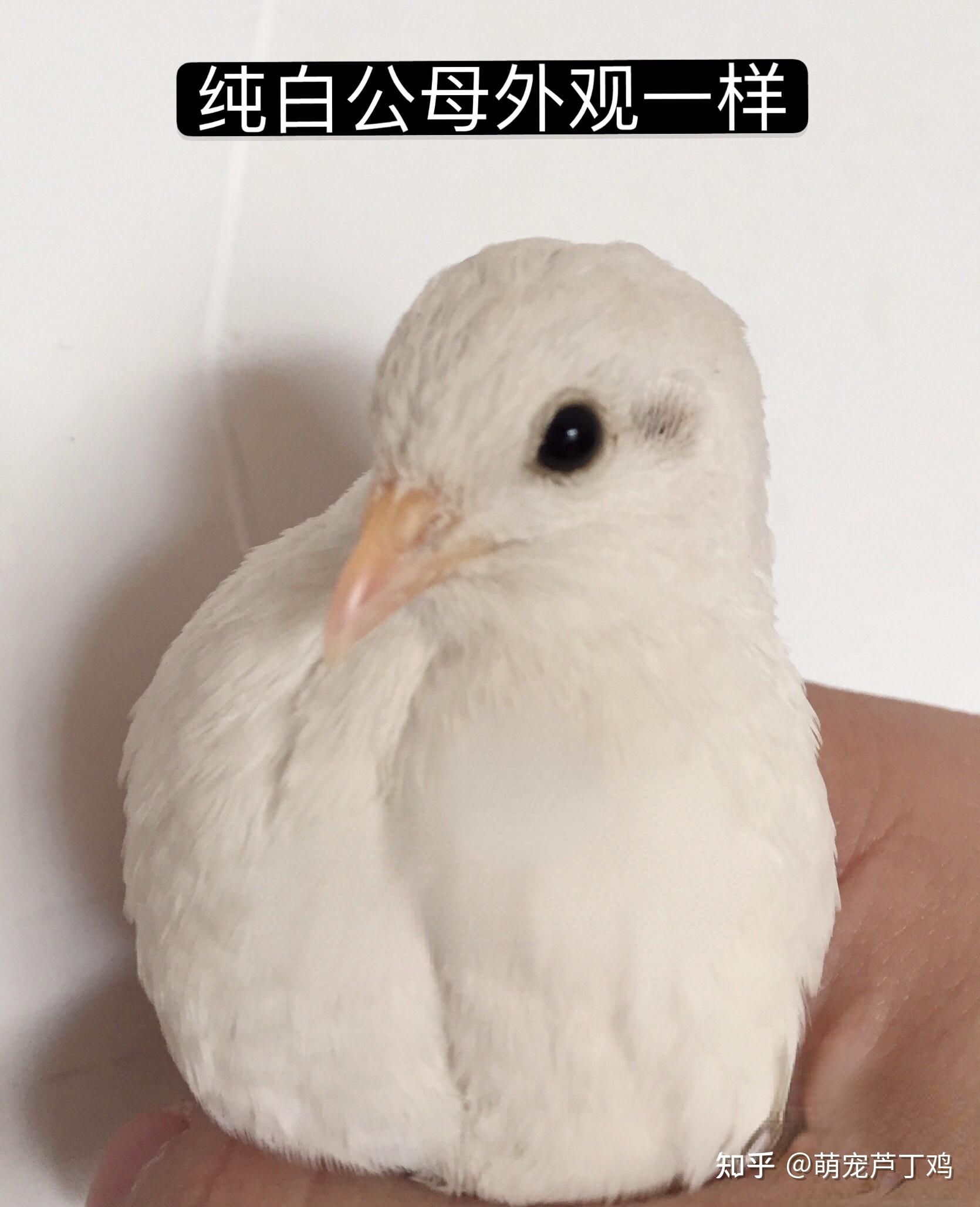 芦丁鸡是什么鸡