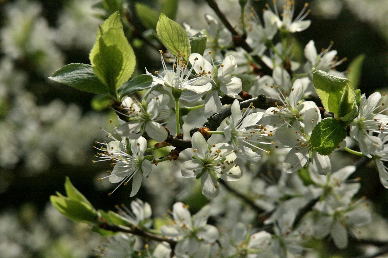 3. 葡萄枝修剪时机