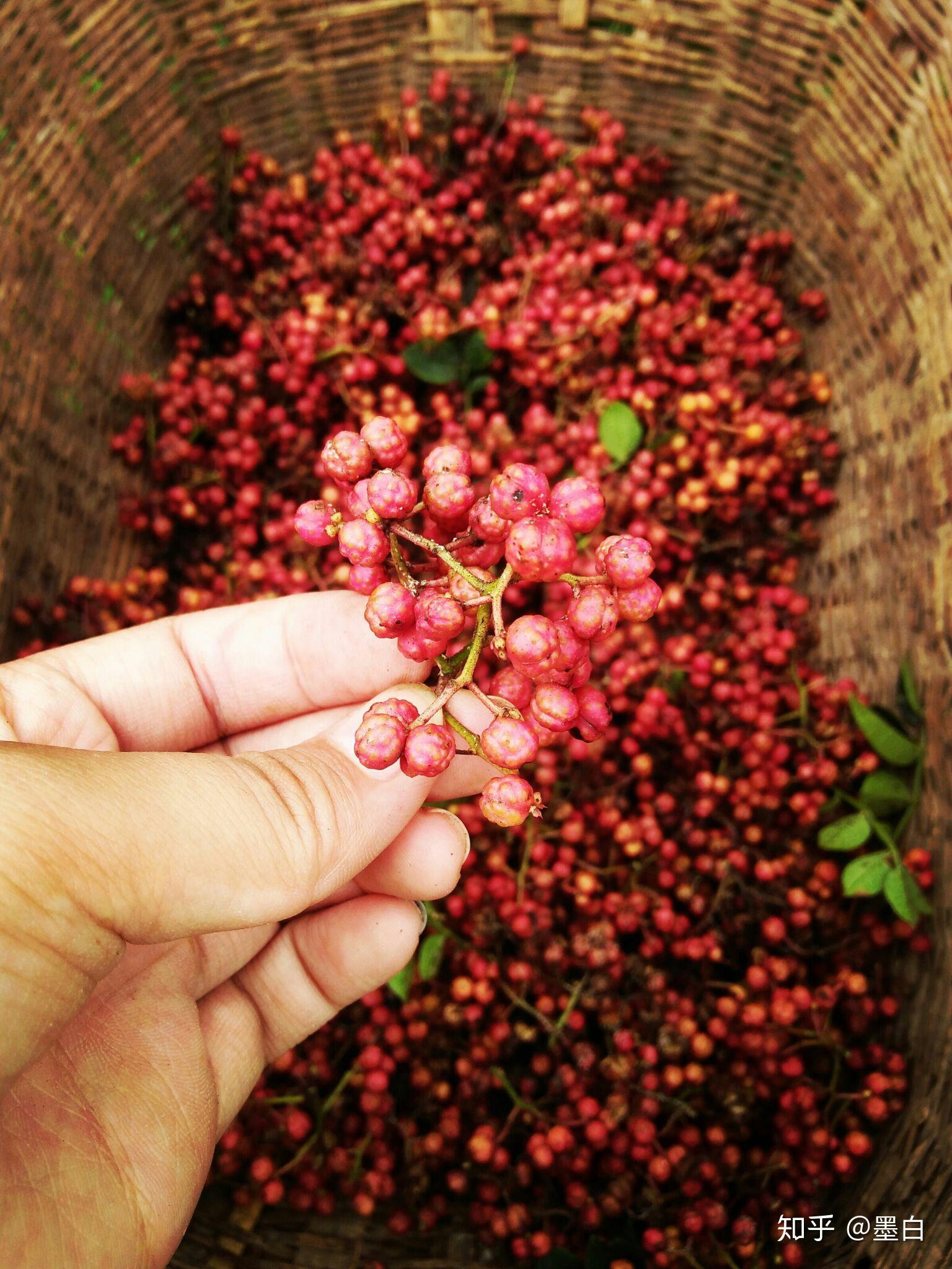 如何晒制花椒? - 知乎