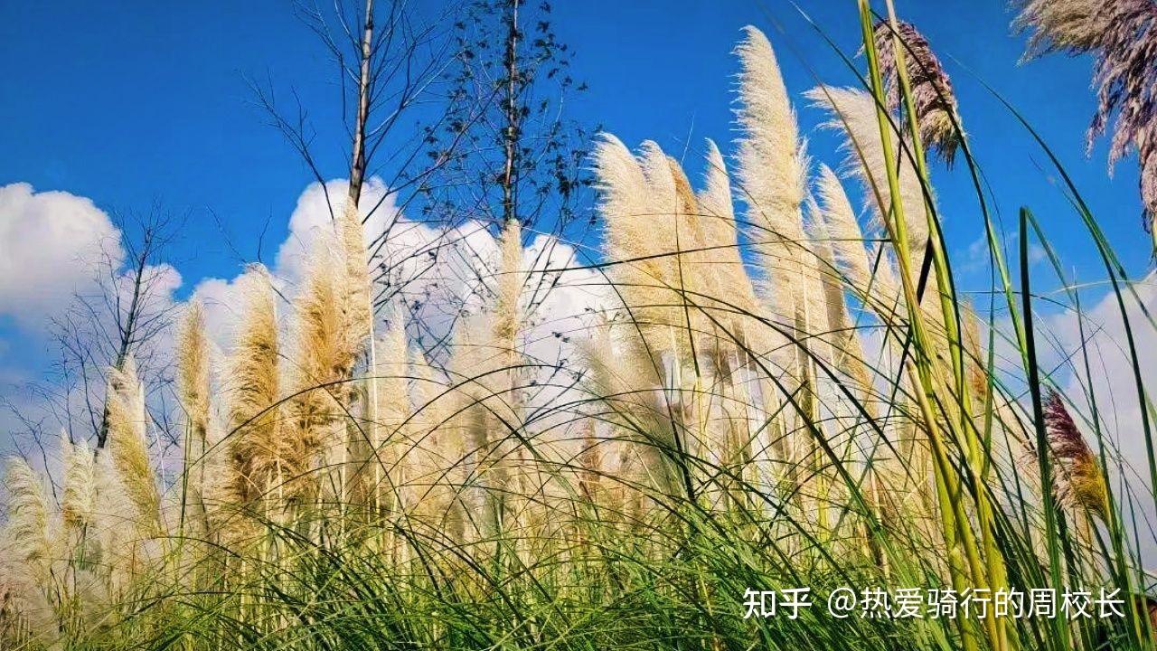 秋天的荻花:昆明草海隧道湿地公园的诗意与画意 - 知乎