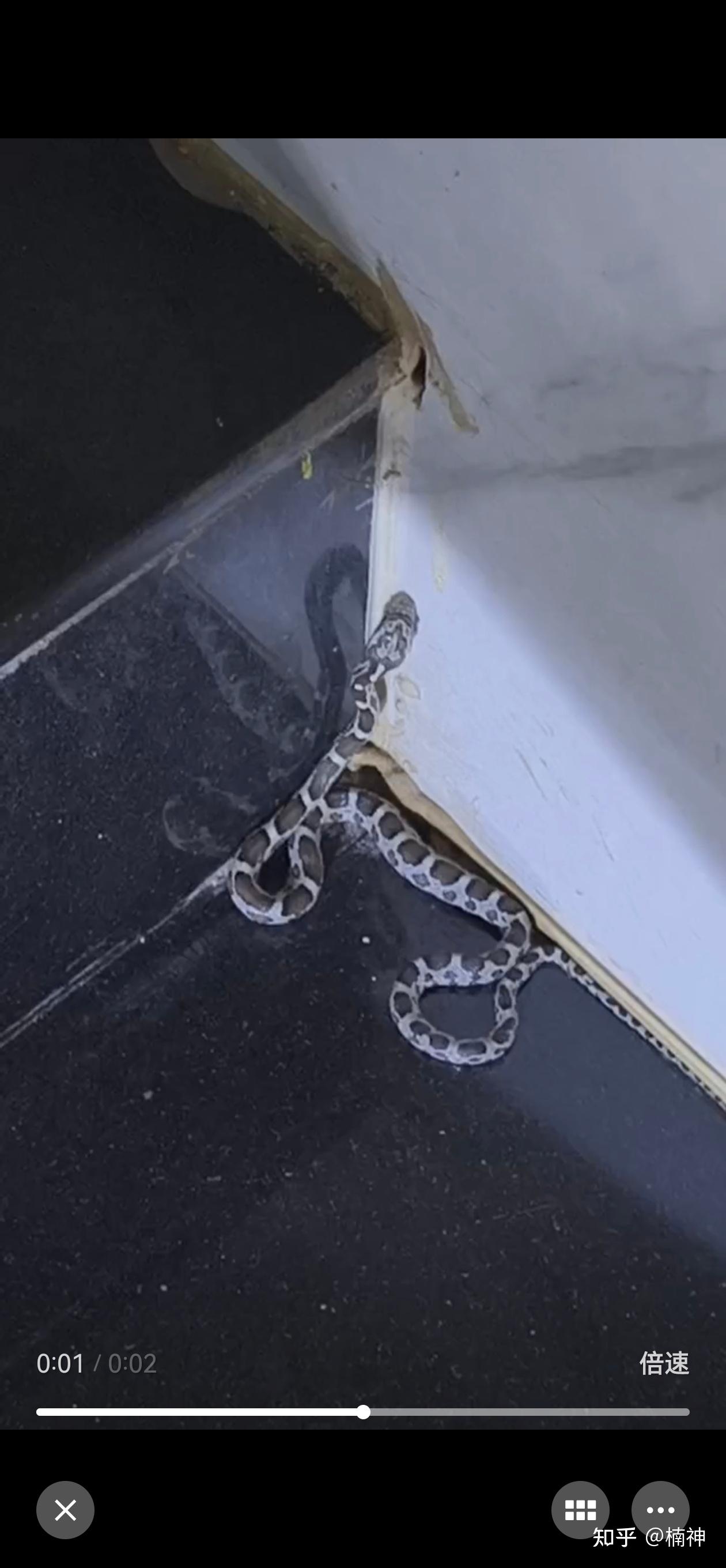 腹部黑白相间,背部有黑色圆斑的是什么蛇?