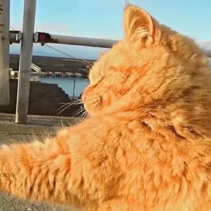 有哪些好看的情侣头像?-有哪些好看的情侣头像动漫