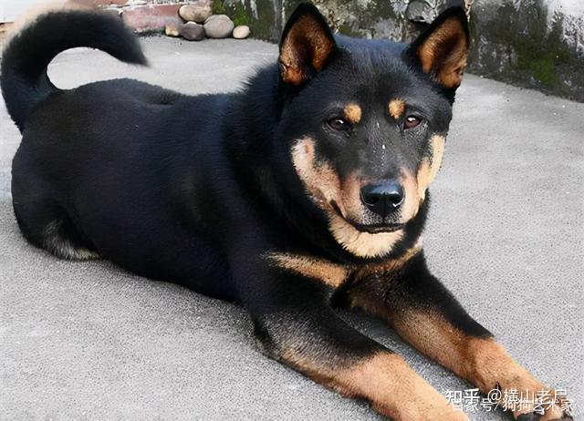 为什么所有狗里面土狗最丑但是最难死难道长得丑活得久