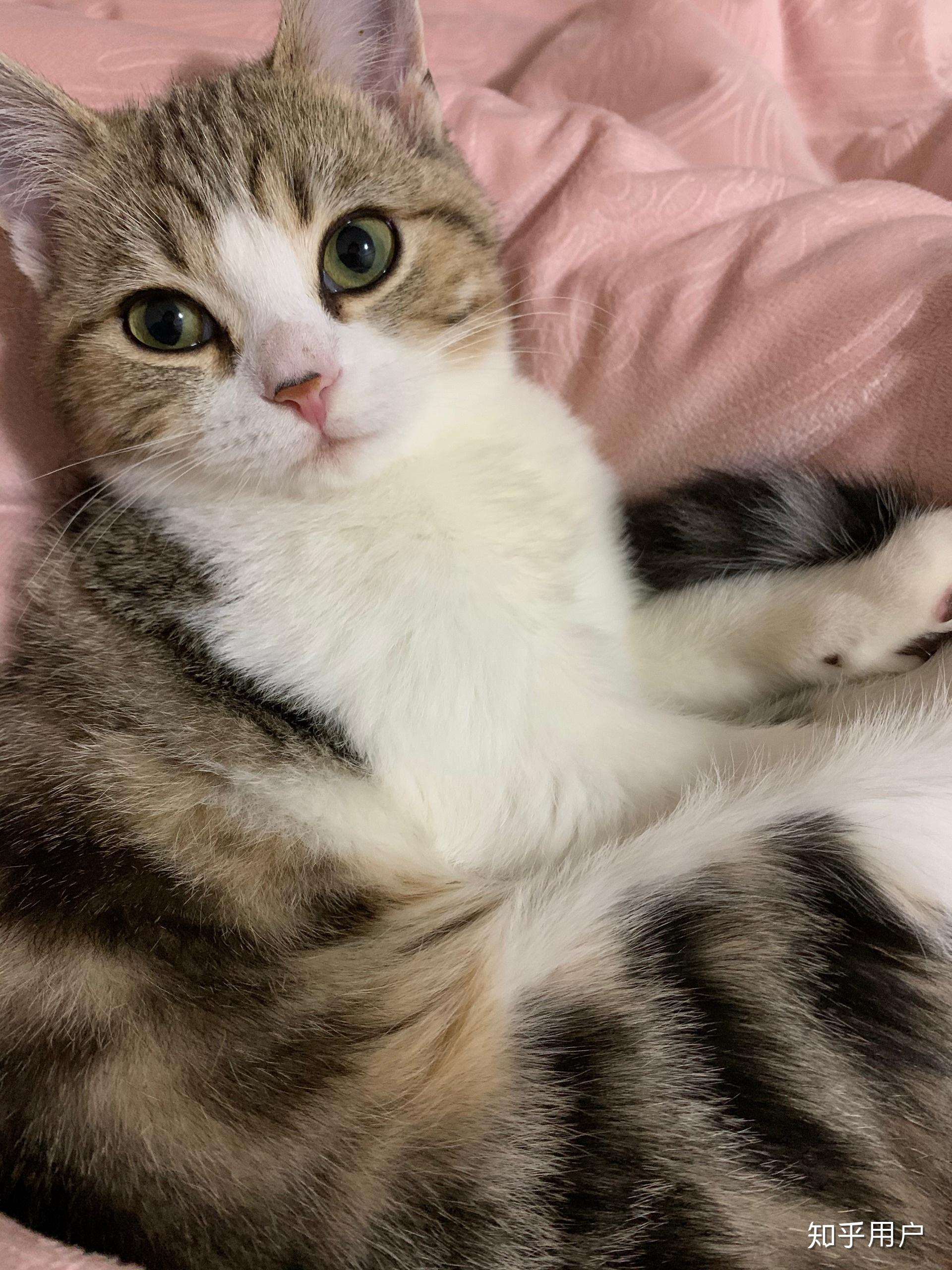 你们的美短起司三个月和五个月眼睛是什么颜色的呀