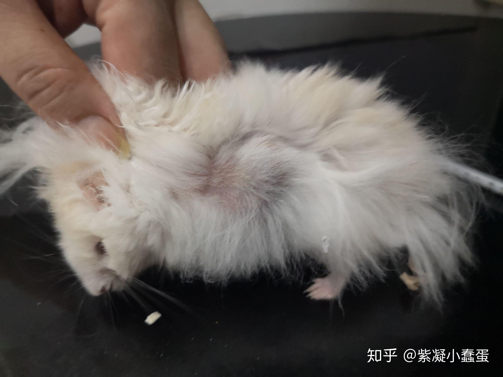 仓鼠胳膊下面的肉瘤图片