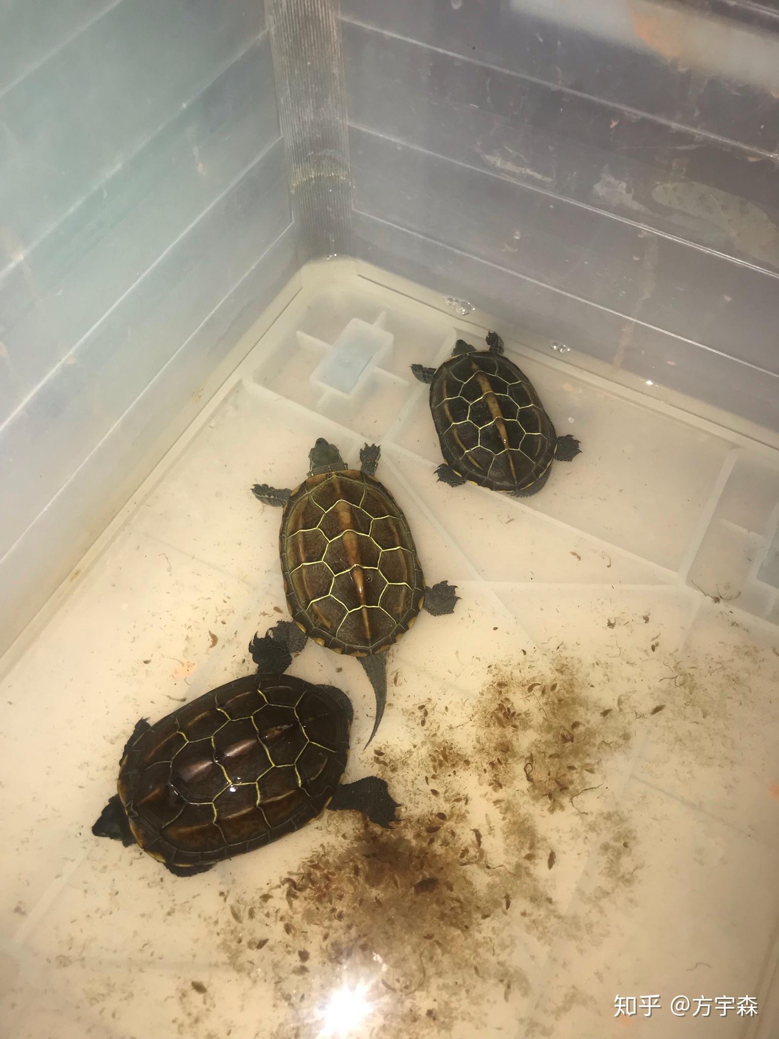 草龟要放在水里养还是干的地方养