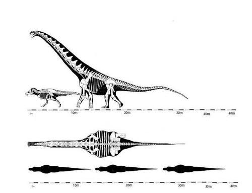 为啥霸王龙能干掉比自己块头大很多的雷龙梁龙,而狮子老虎却不是大象