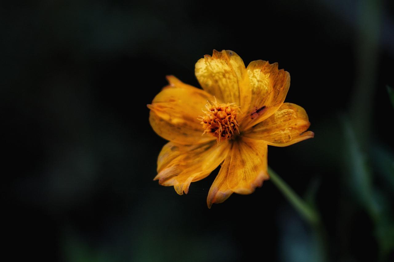 2. 硫磺菊播种方法