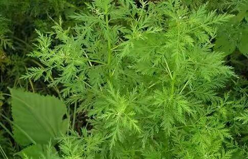 青蒿素真的可以抗肿瘤吗?