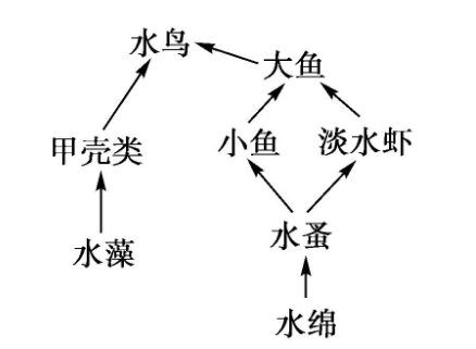 浮游生物2