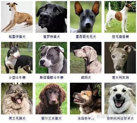 178种狗狗,你认识多少? - 知乎