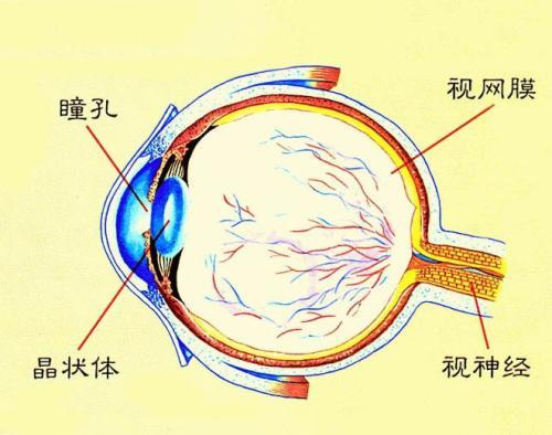 视神经脊髓炎到底是怎么回事儿