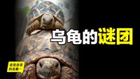 “龟男”是什么意思 - 知乎