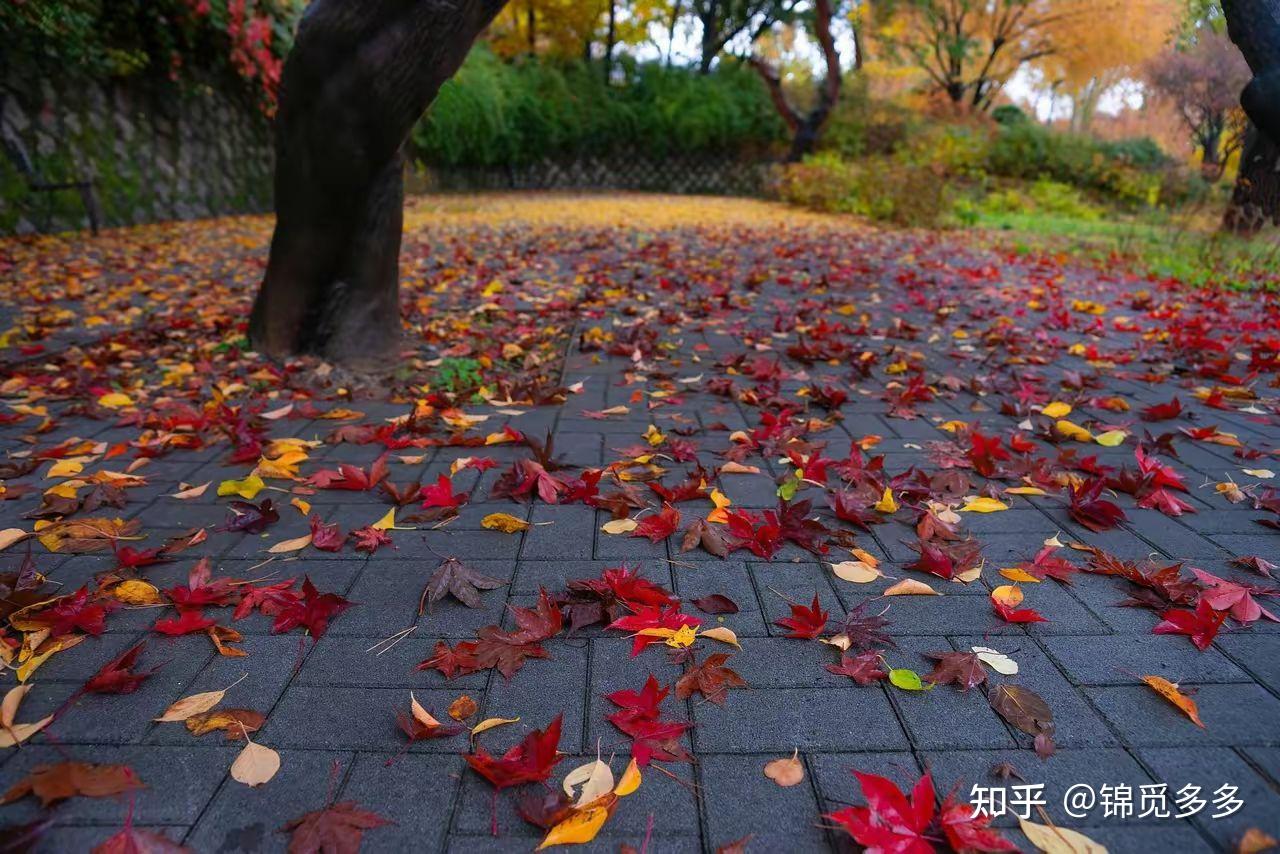 秋天的落叶钟归根 - 知乎