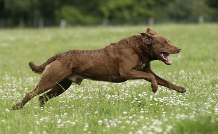 被狗追的时候大吼一声反追狗能吓跑狗吗? - 知乎