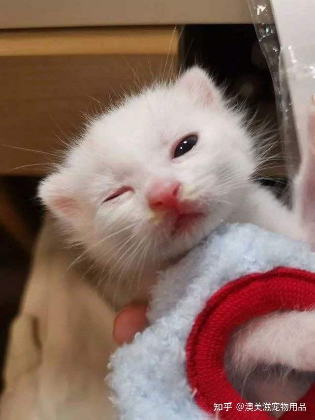 小奶猫睁眼开世界艰辛历程,你家小奶猫是这个样子吗? - 知乎
