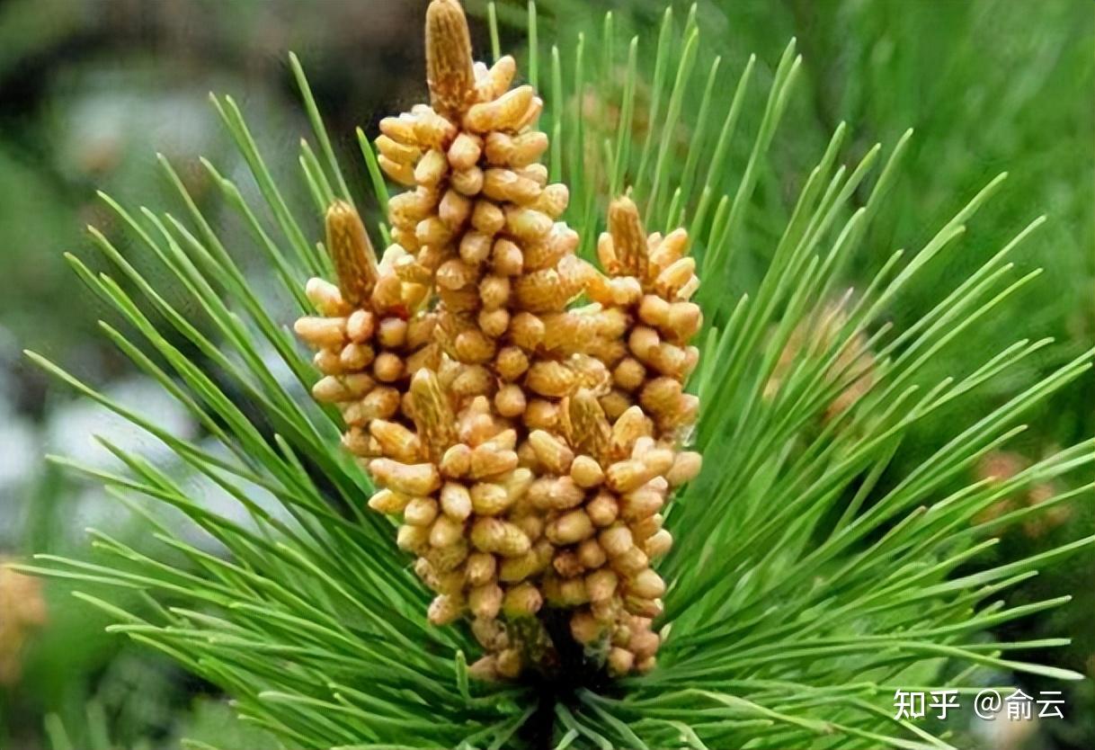 油松节，唤醒癌症病人的免疫力，被誉为“中药的丙种球蛋白” - 知乎