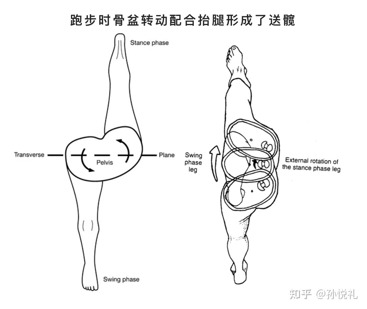 走路跑步骑行等时刻如何全面使用臀大肌发力代替膝盖关节受力