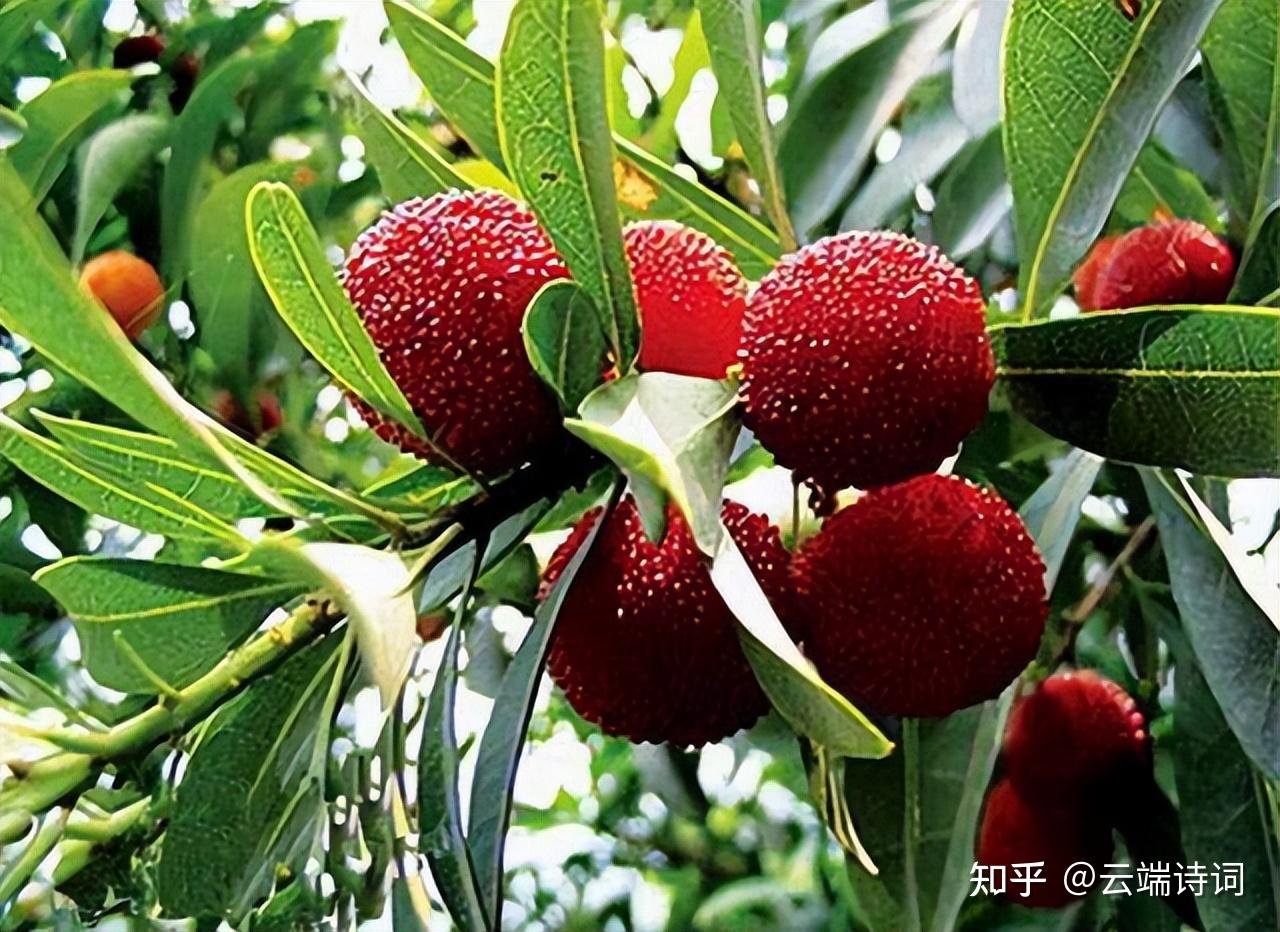 十五首有关“杨梅”的诗词,五月杨梅已满林,初疑一颗价千金。 - 知乎
