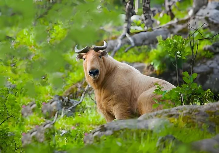 羚牛的六不像特征与生活习性