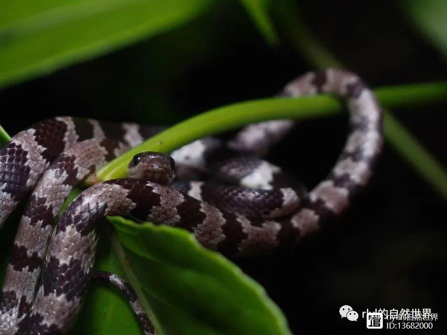 四川地区成都平原一种是红色一种是白底有黑色菱形花纹蛇的种类是什么