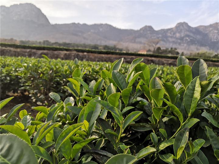 日照綠茶之龍門翠——登德靖山有感 - 知乎