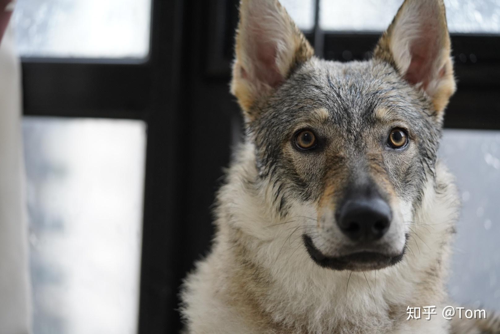 养捷克狼犬是怎样一种体验? - 知乎