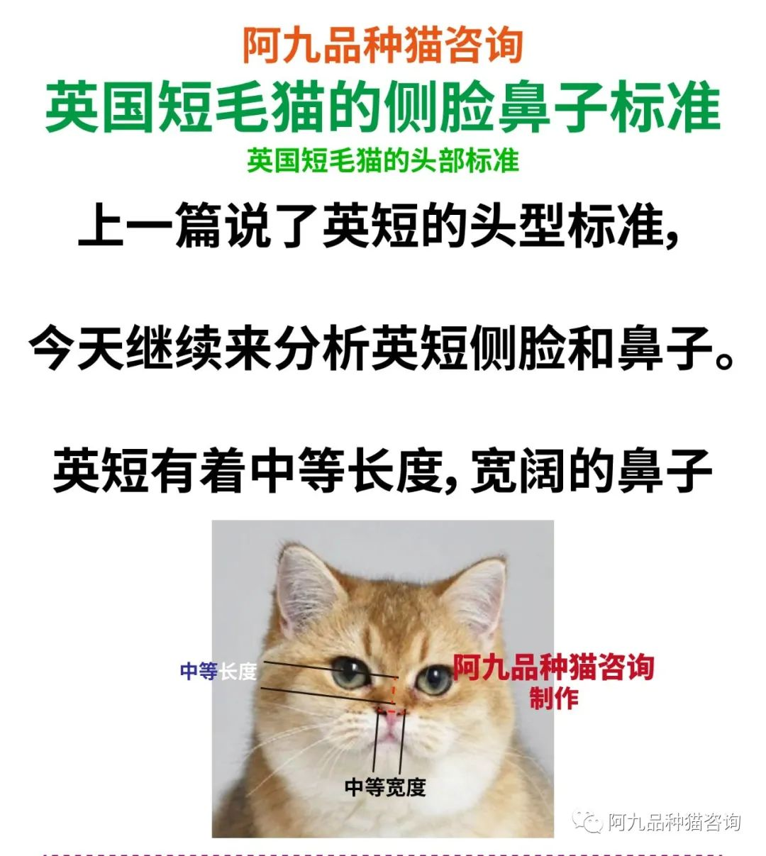友友们能帮忙看看这只银渐层的品相如何吗