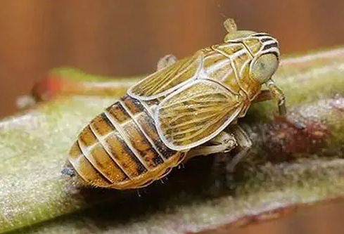 【动物界全系列】稻虱科—飞虱族(八):剜缘飞虱 - 知乎