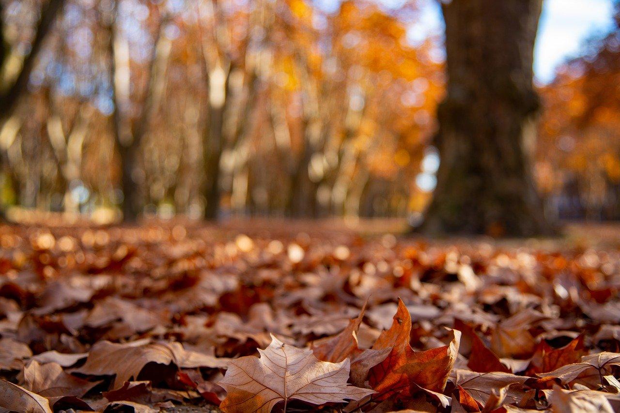 红豆杉落叶怎么办