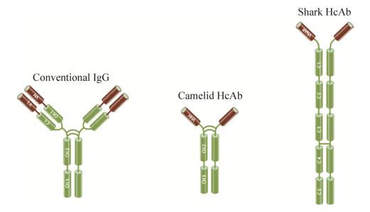 单域重链抗体的演变地位