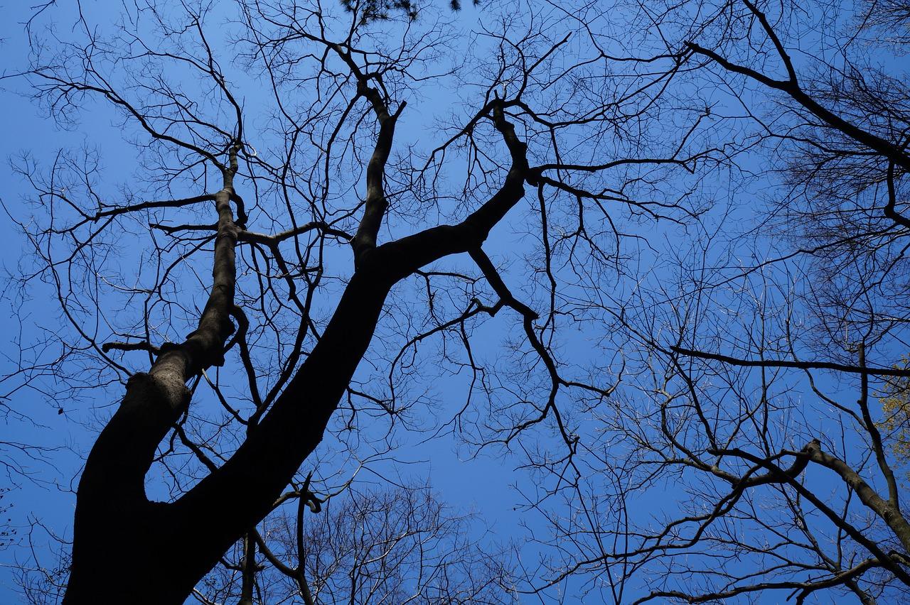 3. 桦树种类繁多